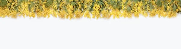 Lente achtergrond. Mimosa bloem. Kaart voor Moederdag, 8 maart, — Stockfoto