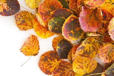 Turuncu, kırmızı, sarı, yeşil yapraklı sonbahar arkaplanı