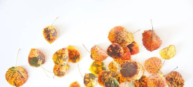 Turuncu, kırmızı, sarı, yeşil yapraklı sonbahar arkaplanı