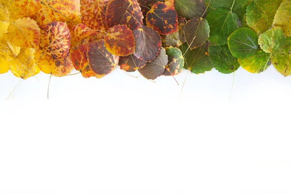 Fondo de otoño con hojas anaranjadas, rojas, amarillas, verdes — Foto de Stock