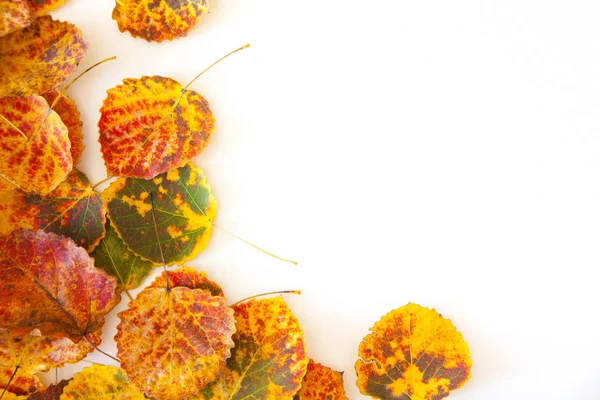Fond d'automne avec des feuilles orange, rouge, jaune, vert — Photo
