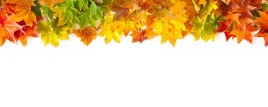 Kırmızı, sarı, turuncu akçaağaç yapraklı sonbahar arkaplanı