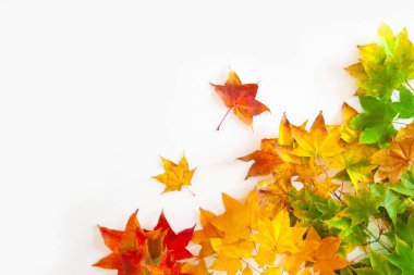 Kırmızı, sarı, turuncu akçaağaç yapraklı sonbahar arkaplanı