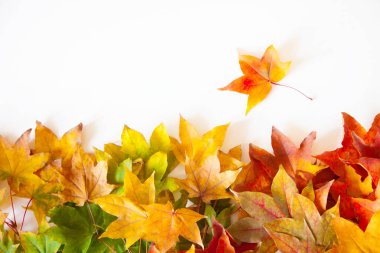 Kırmızı, sarı, turuncu akçaağaç yapraklı sonbahar arkaplanı