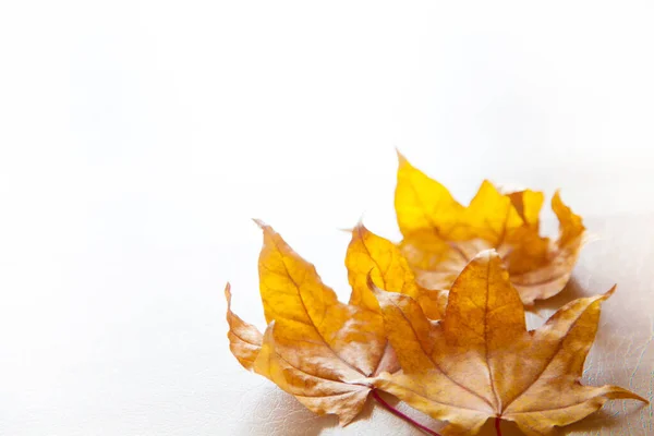 Fondo otoñal con hojas de arce rojo, amarillo y naranja — Foto de Stock