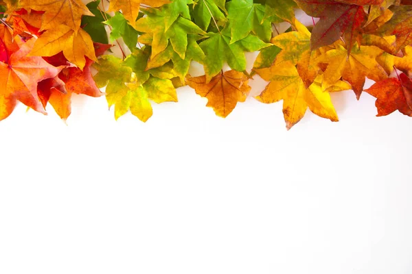 Kırmızı, sarı, turuncu akçaağaç yapraklı sonbahar arkaplanı