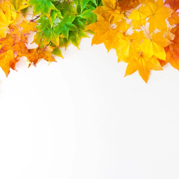 Fondo otoñal con hojas de arce rojo, amarillo y naranja — Foto de Stock