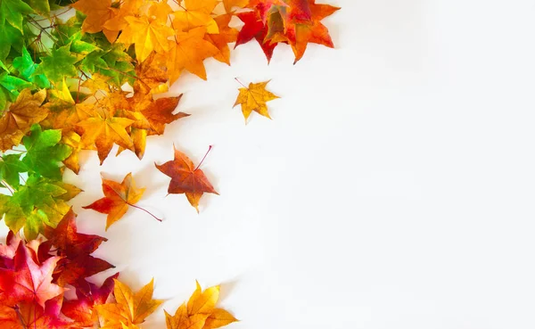 Kırmızı, sarı, turuncu akçaağaç yapraklı sonbahar arkaplanı