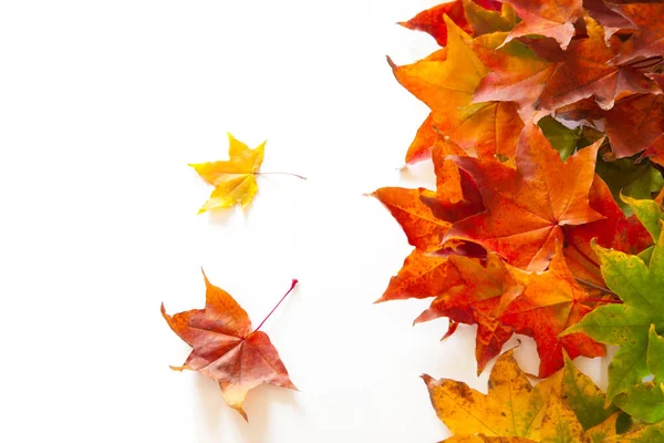 Fond d'automne avec des feuilles d'érable rouges, jaunes, orange — Photo