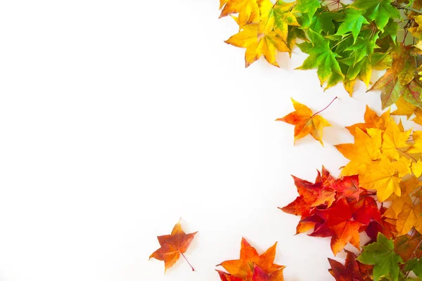 Őszi háttér piros, sárga, narancssárga juhar levelek — Stock Fotó