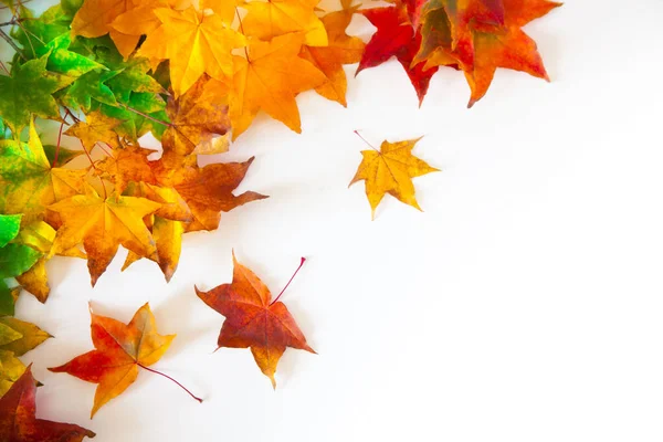 Őszi háttér piros, sárga, narancssárga juhar levelek — Stock Fotó
