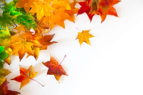 Fond d'automne avec des feuilles d'érable rouges, jaunes, orange — Photo