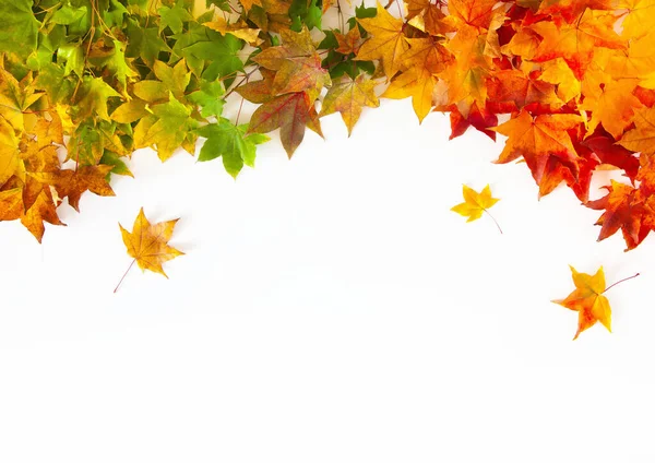 Fondo otoñal con hojas de arce rojo, amarillo y naranja — Foto de Stock