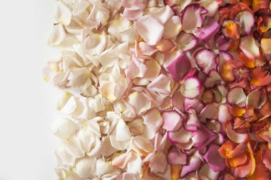 Beyaz arka planda kırmızı, turuncu, pembe ve beyaz renkte taze gül yaprakları. Renkli çiçek yapraklarının dikdörtgen şekli. Geçmişi. Uzayı kopyala Üst görünüm.