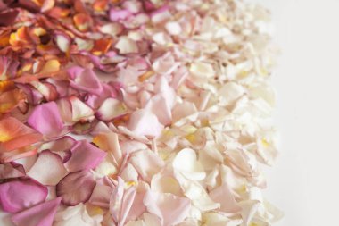 Beyaz arka planda kırmızı, turuncu, pembe ve beyaz renkte taze gül yaprakları. Renkli çiçek yapraklarının dikdörtgen şekli. Geçmişi. Uzayı kopyala Üst görünüm.