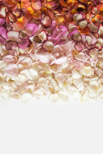 Fresh roses petals in gradient of red, orange, pink and white colors on white background. Rectangular shape of colorful flower petals. Background. Copy space. Top view.