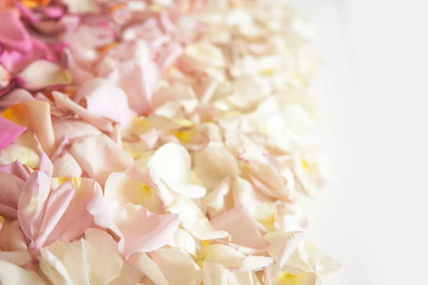 Fresh roses petals in gradient of red, orange, pink and white colors on white background. Rectangular shape of colorful flower petals. Background. Copy space. Top view.