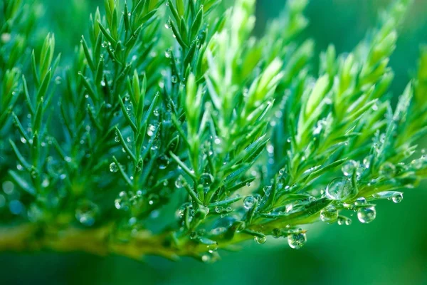 çiğ, bokeh, bulanıklık, yeşil damla Ardıç Şubesi.