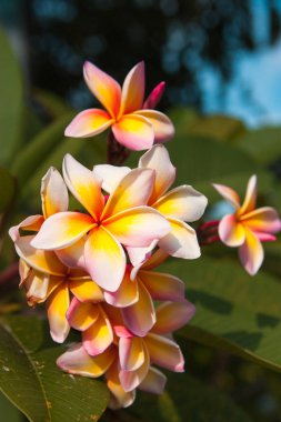 vahşi tropikal çiçek plumeria, bulanık yeşil arka plan