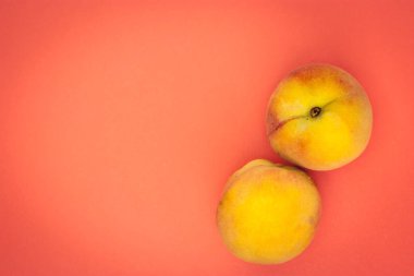 Turuncu bir arka plan üzerinde iki olgun şeftali. metin için boş alan.