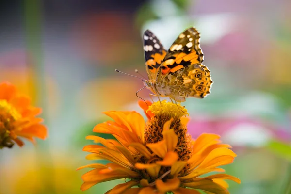 turuncu kelebek bir çiçek üzerinde oturan, bulanık arka plan