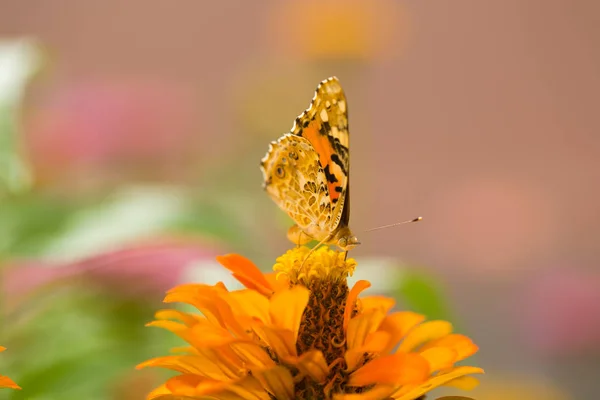 turuncu kelebek bir çiçek üzerinde oturan, bulanık arka plan