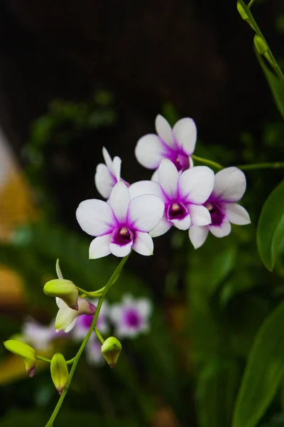 vahşi, bulanık yeşil backgroun içinde çiçeklenme Orkide Phalaenopsis