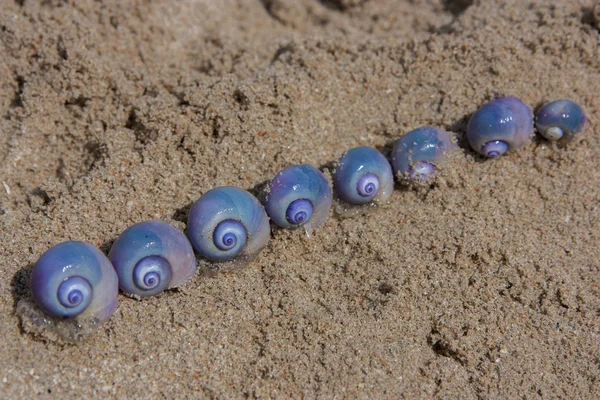 metin için kopya alanı ile ıslak deniz kumüzerinde mor salyangoz
