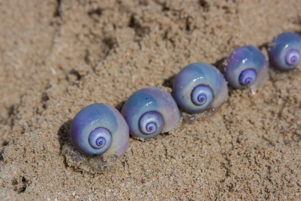 metin için kopya alanı ile ıslak deniz kumüzerinde mor salyangoz