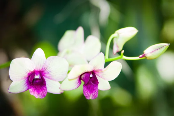 vahşi, bulanık yeşil backgroun içinde çiçeklenme Orkide Phalaenopsis