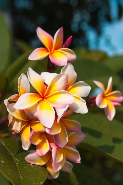 vahşi tropikal çiçek plumeria, bulanık yeşil arka plan