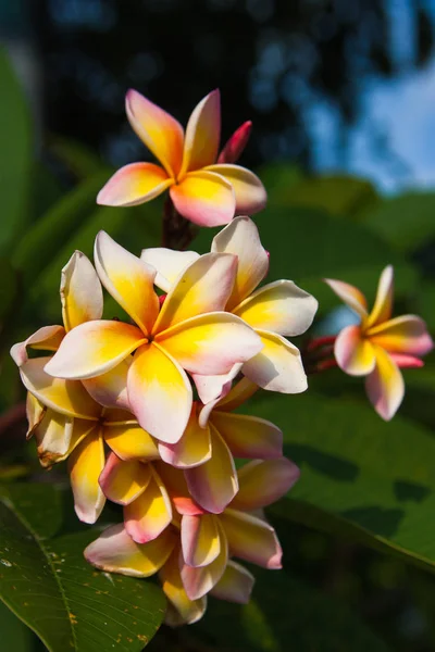 vahşi tropikal çiçek plumeria, bulanık yeşil arka plan