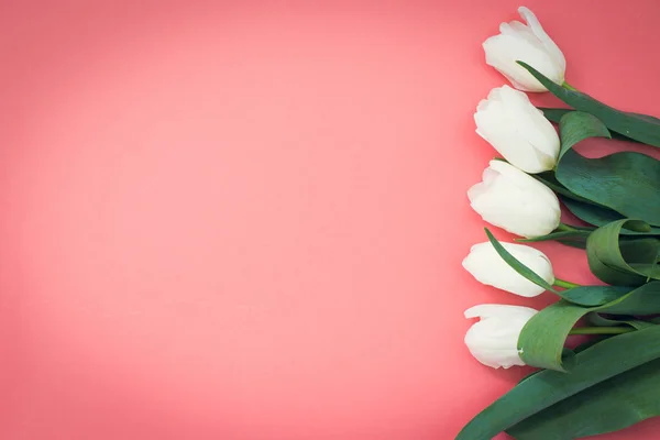 pembe bir arka plan üzerinde beyaz lale buketi, metin için kopya alanı ile