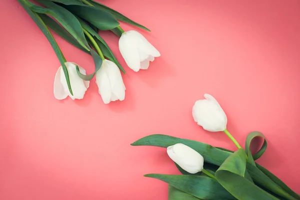 pembe bir arka plan üzerinde beyaz lale buketi, metin için kopya alanı ile