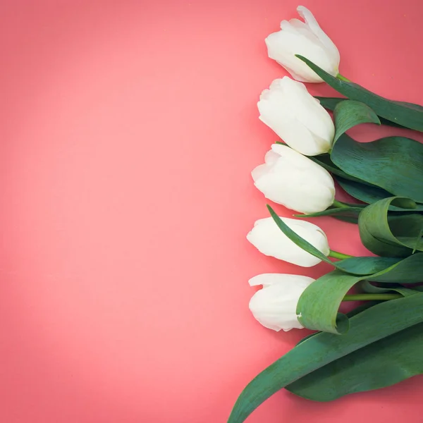 pembe bir arka plan üzerinde beyaz lale buketi, metin için kopya alanı ile, kare