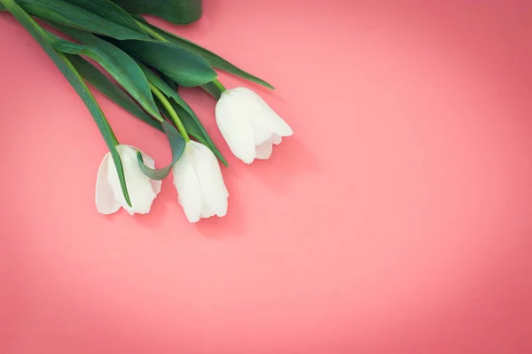 pembe bir arka plan üzerinde beyaz lale buketi, metin için kopya alanı ile