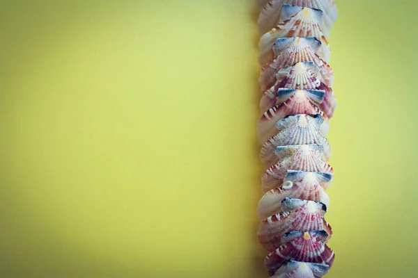  metin için boşluk ile sarı bir arka plan, çerçeve, deniz kabukları