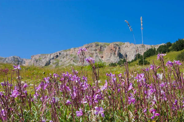 Alpine meadow on the background of mountains and clear blue sky