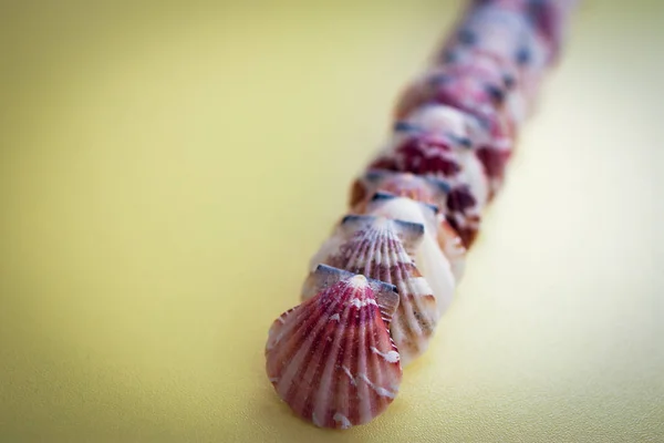  metin için boşluk ile sarı bir arka plan, çerçeve, deniz kabukları