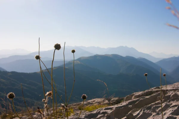 dağların bir arka plan ve berrak gökyüzü, güneş ışınları üzerinde çim kulakları