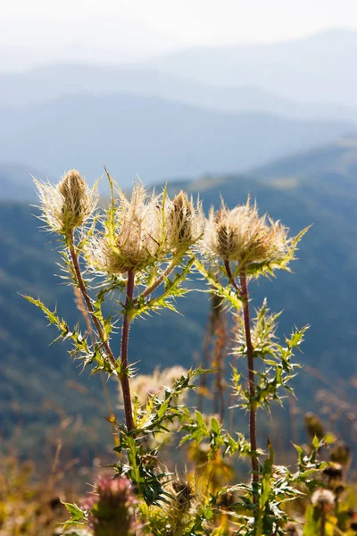 ears of grass on a background of mountains and clear sky, sunbeams