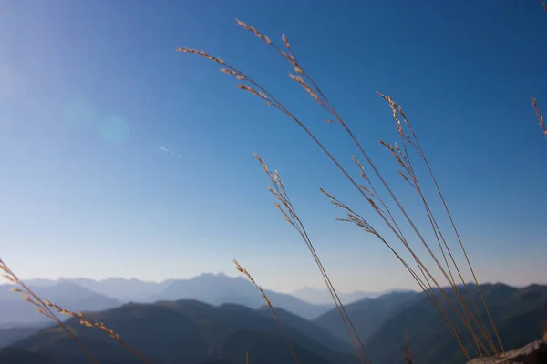 dağların bir arka plan ve berrak gökyüzü, güneş ışınları üzerinde çim kulakları