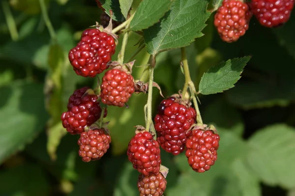 Böğürtlen Çilek Makro Shot