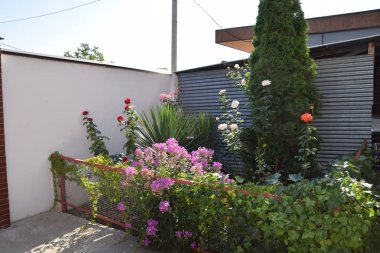 Bahçede bir çiçek yatağı