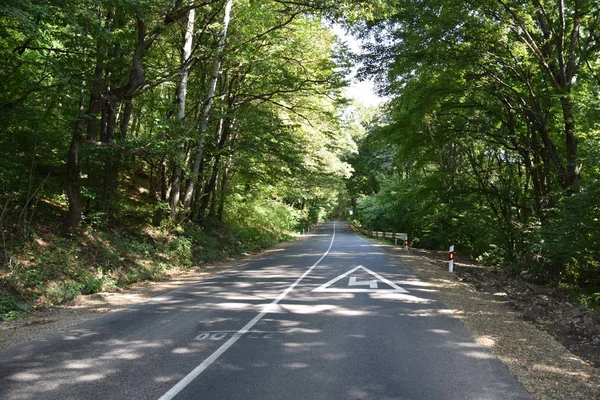 Yaprak döken ormanile dağ yolu