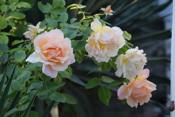 Branch Roses Home Garden — Stock Photo, Image