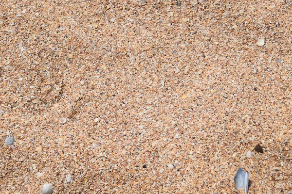 Sahilde deniz kabuğu kayası var.