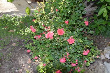 Bahçedeki kaldırım gülleri yakın plan
