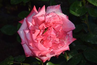 Bahçedeki gül tomurcuğu. Yakın plan.