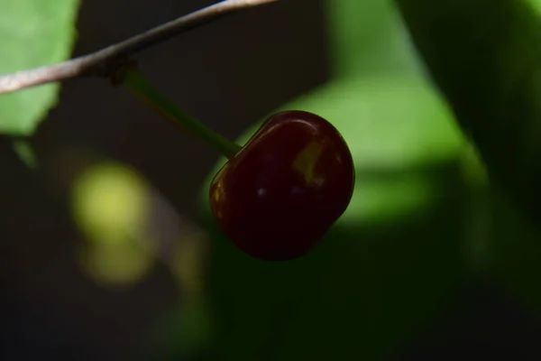 Bahçede kiraz meyvesi yakın plan.